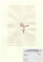 藏品(曲刺沙菜)的圖片